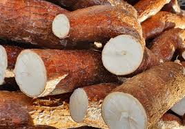 Manioc